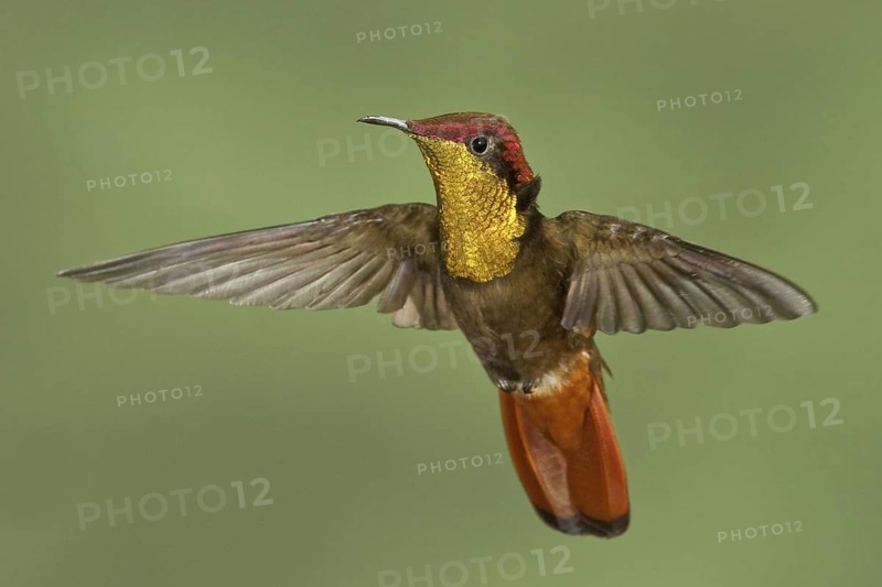 Ruby-topaz Hummingbird (Chrysolampis mosquitus), Trinidad and Tobago