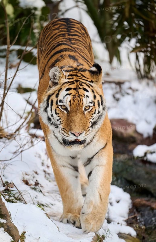 Siberian tiger (Panthera tigris altaica) walking in the snow in winter, captive, Germany