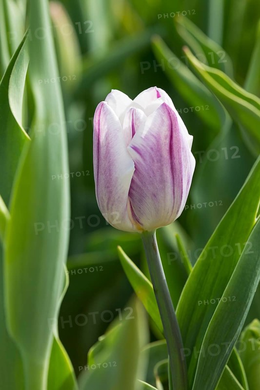Colourful blooming tulips (tulpia) in a field for self-cutting flowers in Katzenberg, Nossen, Saxony, Germany