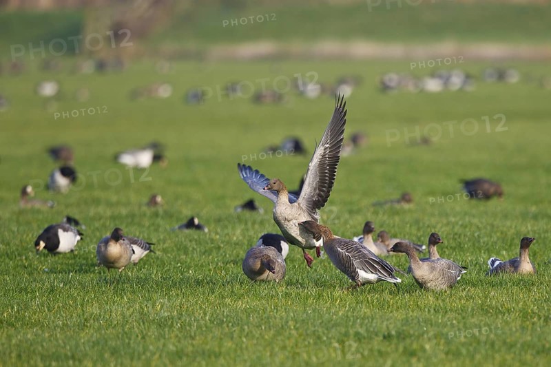 Pink-footed Goose (Anser brachyrhynchus), Friesland, Netherlands