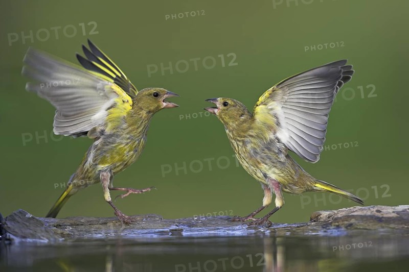 European Greenfinch (Chloris chloris), Rhineland-Palatinate, Germany