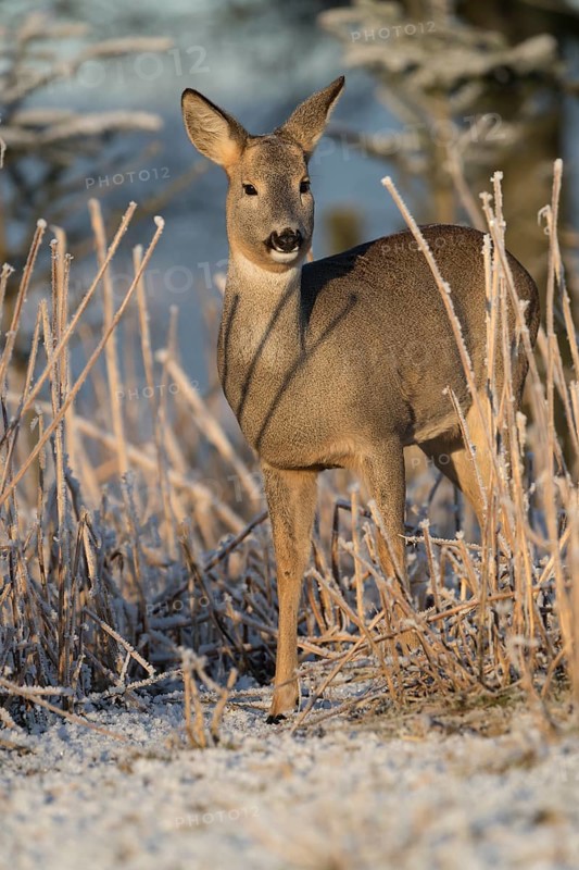 Roe deer standing in hoar frosted dead stinging nettle at minus 15 °C at sunrise. Trees and dead stinging nettle in background