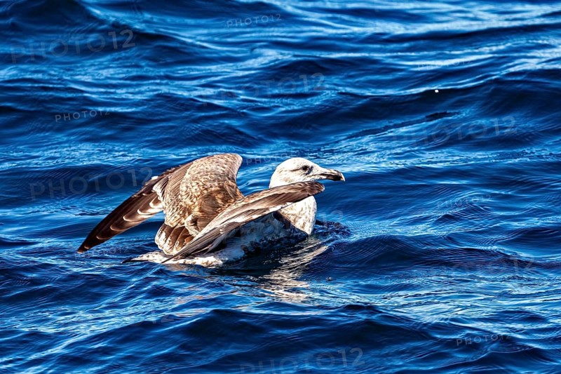 A gull floats on the sea, surrounded by gentle waves and showing outstretched wings, A herring gull (Larus argentatus) near Puerto Madryn in Argentina