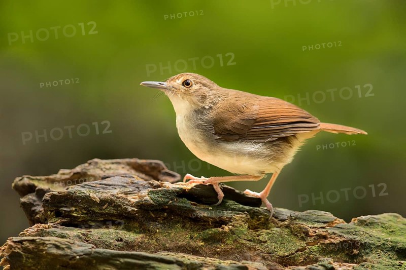 White-chested Babbler (Trichastoma rostratum), Selangor, Malaysia