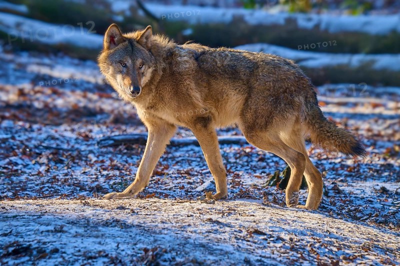 A wolf walks attentively over snow-covered leaves in a forest, winter, wolf (Canis lupus), Germany