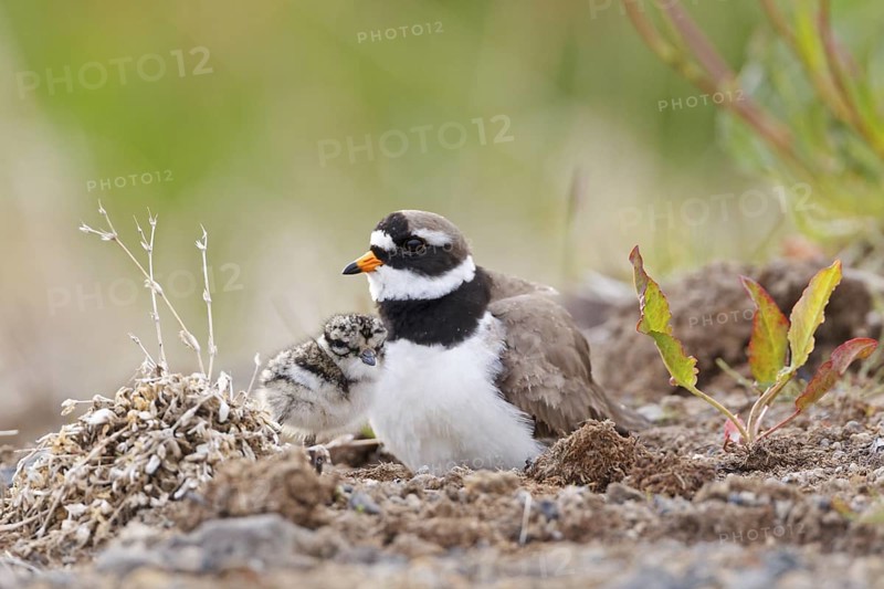 Common Ringed Plover (Charadrius hiaticula), Iceland