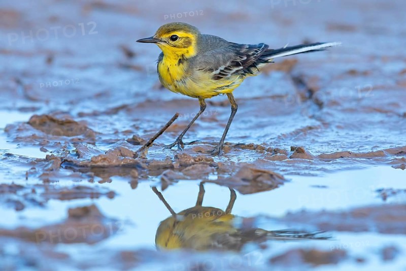 Citrine wagtail, (Motacilla citreola), foraging in a biotope, Middle East, Oman, songbird, family of stilts and pipits, Raysut, Salalah, Dhofar, Oman