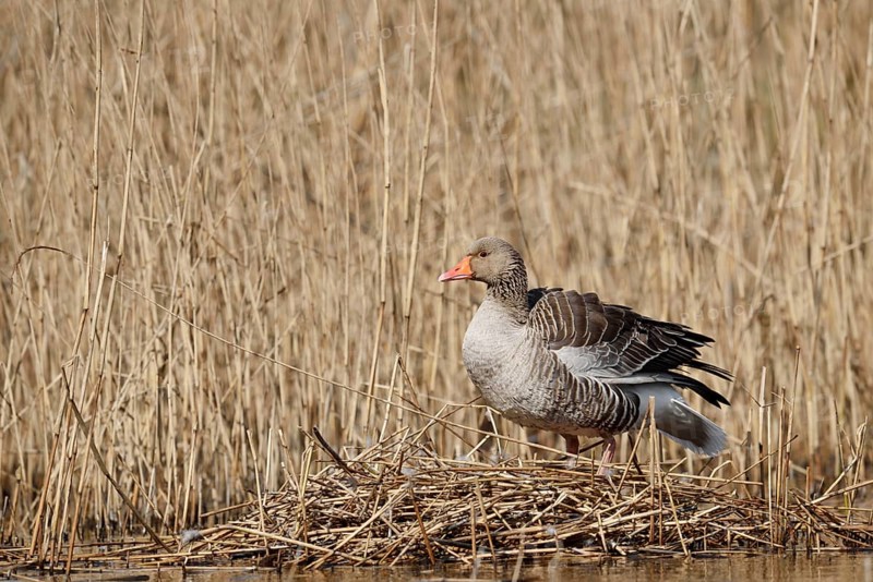 Greylag goose (Anser anser) on the nest in the reeds, North Rhine-Westphalia, Germany