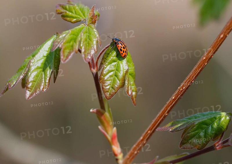 Chrysomela vigintipunctata (Chrysomela vigintipunctata) sitting on a leaf, North Rhine-Westphalia, Germany