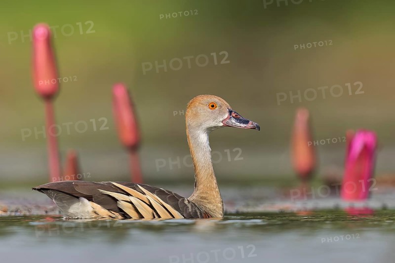 Plumed Whistling Duck (Dendrocygna eytoni) in a wetland area in Papua New Guinea
