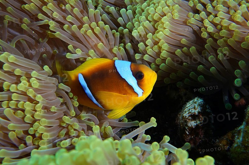 Red sea anemonefish (Amphiprion bicinctus)
