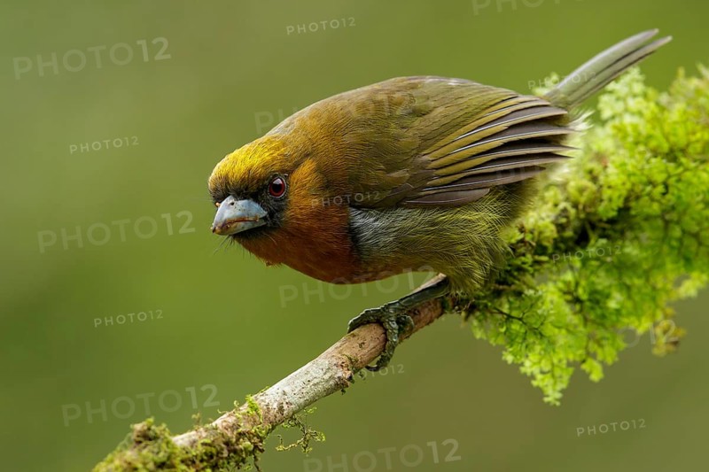 Prong-billed Barbet (Semnornis frantzii) perched on a branch in Costa Rica