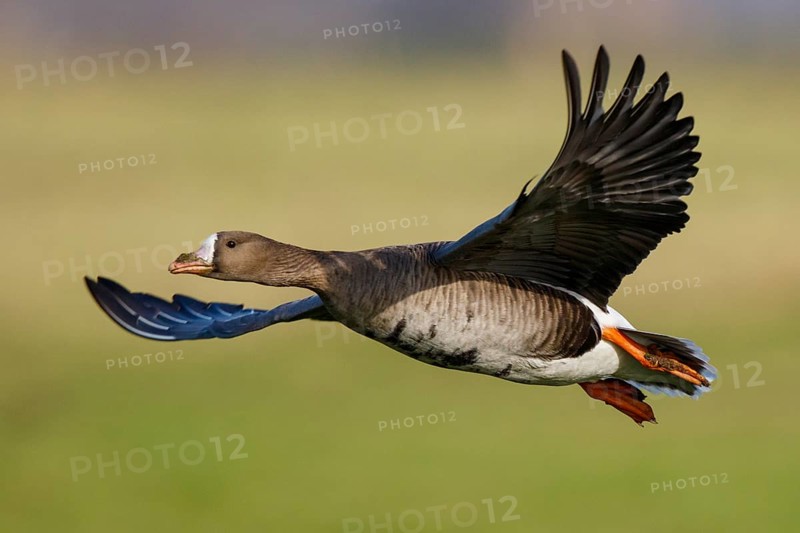 Greater White-fronted Goose (Anser albifrons) flying, North Rhine-Westphalia, Germany