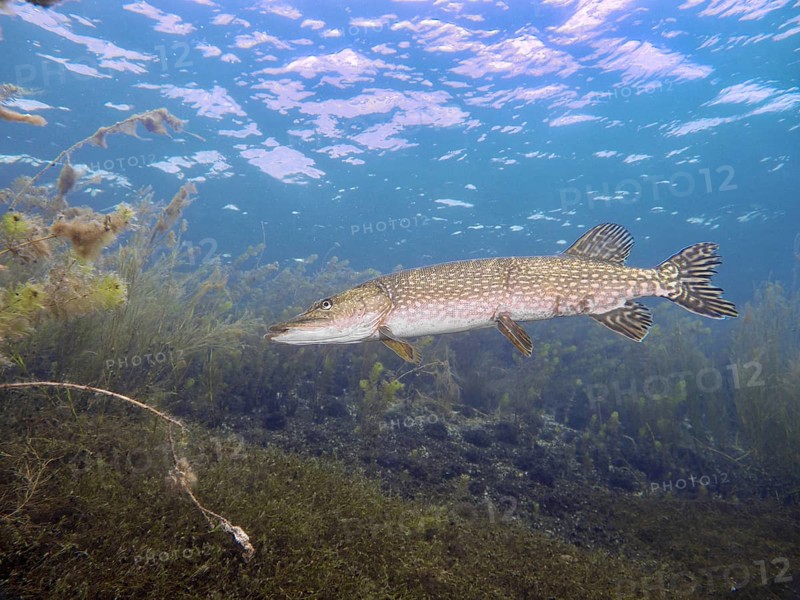 Pike (Esox lucius) swimming along the bottom in clear blue water. Dive site Parkhaus Post, Überlingen, Lake Constance, Germany