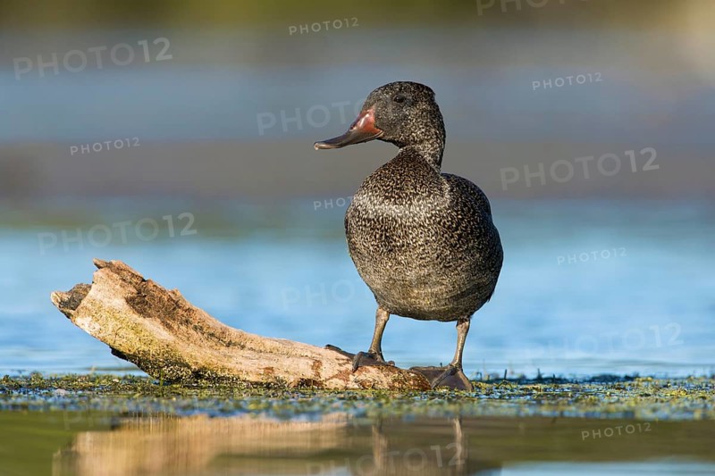 Freckled Duck (Stictonetta naevosa) male, Victoria, Australia