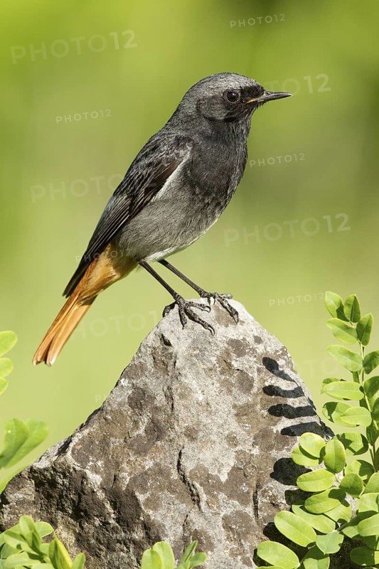 Black Redstart (Phoenicurus ochruros) male, St. Gallen, Switzerland