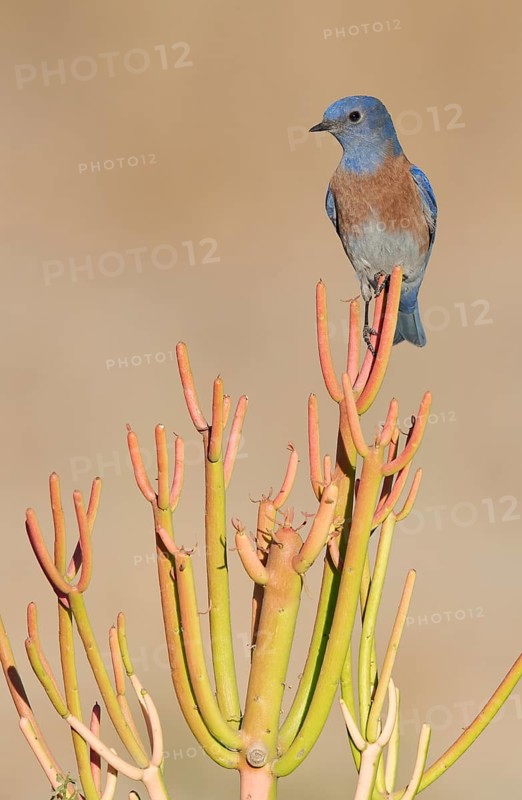 Western Bluebird (Sialia mexicana), California, USA