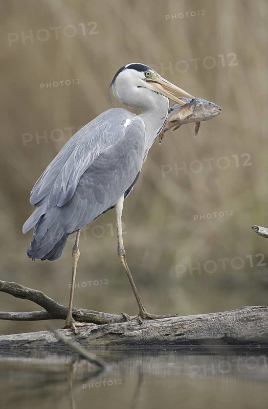 Grey Heron (Ardea cinerea), Saxony, Germany