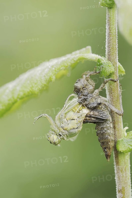 Black-tailed Skimmer (Orthetrum cancellatum), hatch, larva, dragonfly larva, North Rhine-Westphalia, Germany