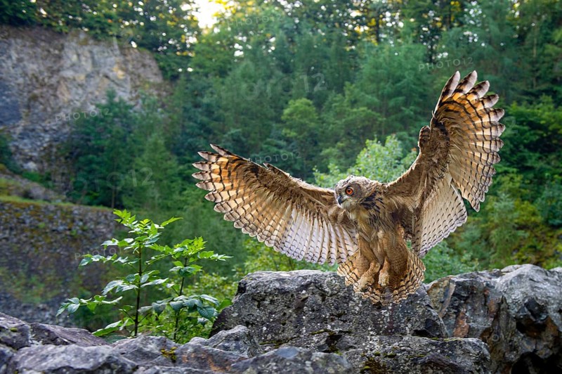 Eurasian Eagle-owl (bubo bubo) flying, Gerolstein, Rhineland-Palatinate, Germany
