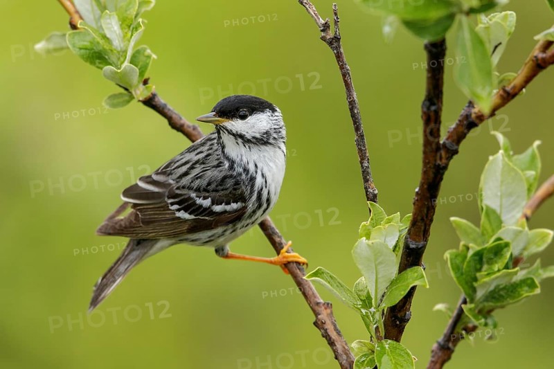 Blackpoll Warbler (Dendroica striata) perched on a branch in Nome, Alaska