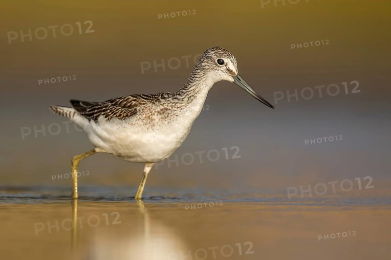 Common Greenshank (Tringa nebularia) foraging, Poland