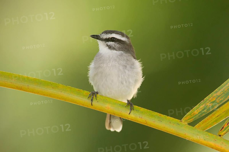 White-browed Robin (Poecilodryas superciliosa), Queensland, Australia