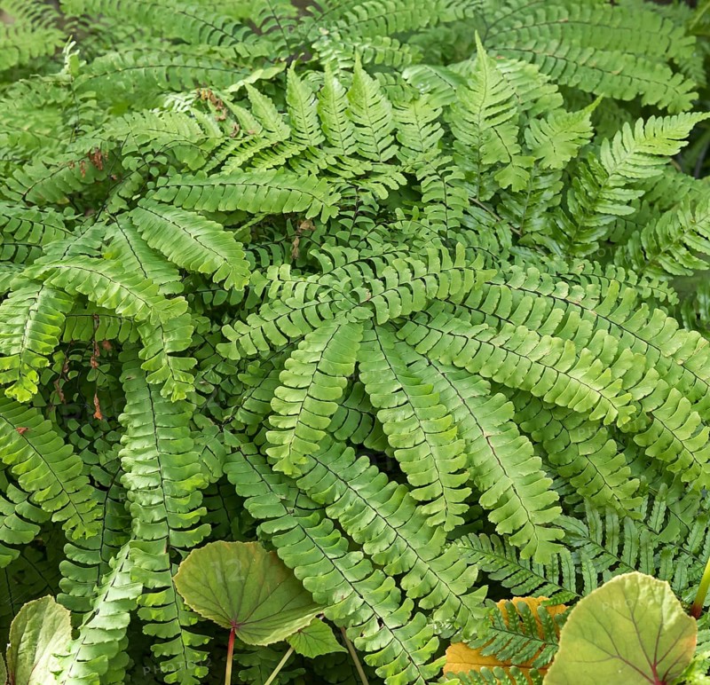 Peacock wheel fern (Adiantum pedatum),  Germany