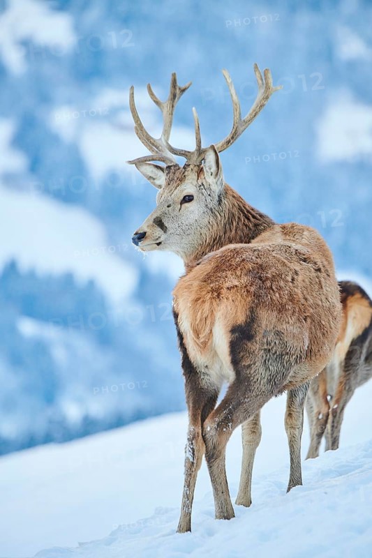 Red deer (Cervus elaphus) stag on a snowy meadow in the mountains in tirol, Kitzbühel, Wildpark Aurach, Austria