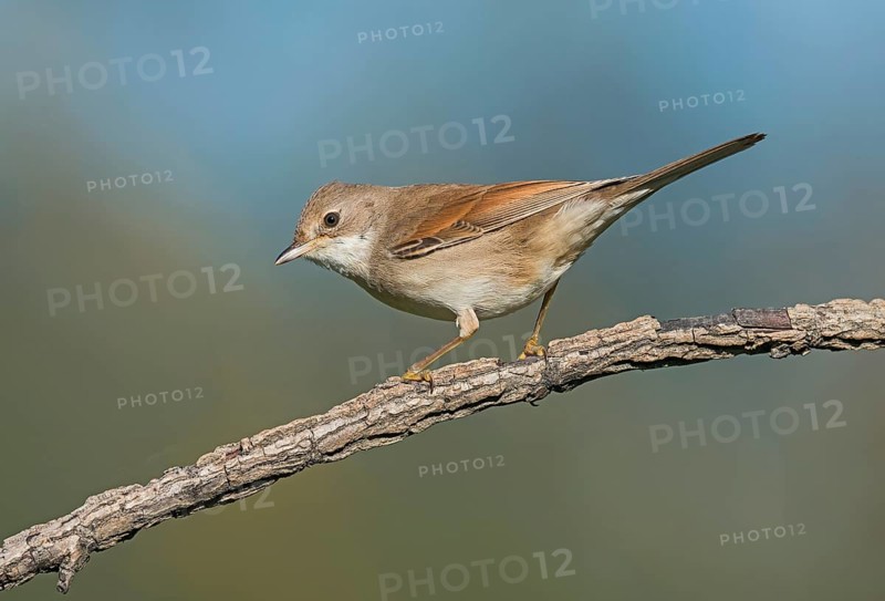 Common Whitethroat (Sylvia communis) perched on a branch, Aosta Valley, Italy