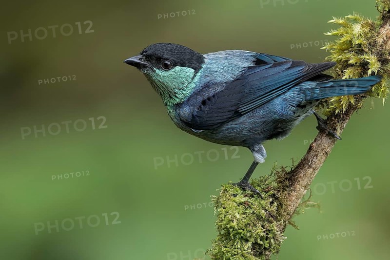 Black-capped Tanager (Tangara heinei) perched on a branch in Colombia, South America