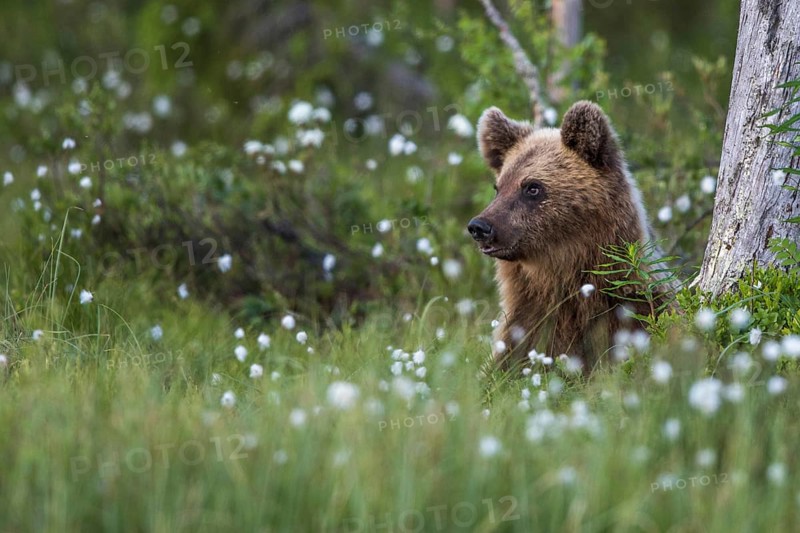 European brown bear (Ursus arctos), Europe, Scandinavia, Finland