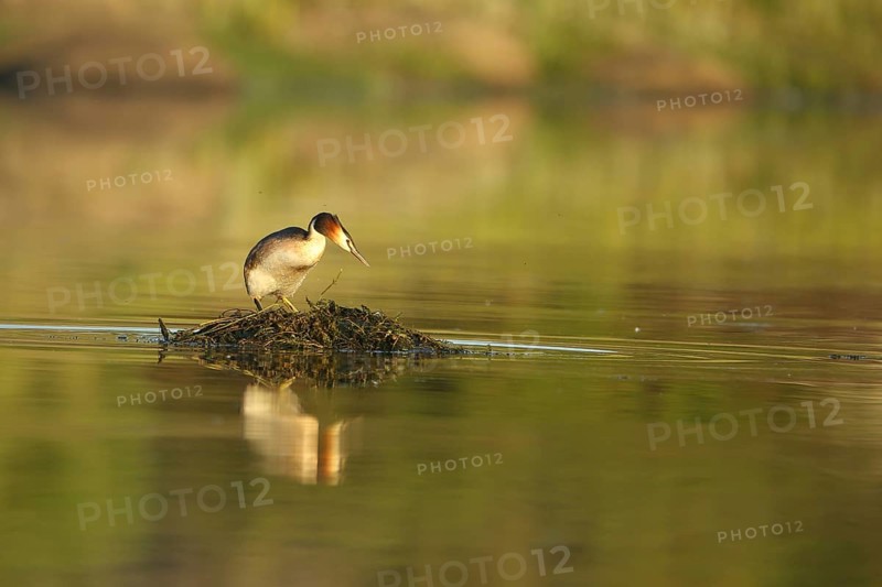 Great Crested Grebe (Podiceps Scalloped ribbonfish) breeding on an island in the water, Los Barruecos, Malpartida de Caceres, Extremadura, Spain