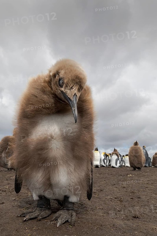 King Penguin (Aptenodytes patagonicus) juvenile, Falkland Islands