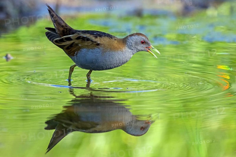Little Crake, Little Crake, Small Crake, (Porzana parva), biotope, habitat, foraging, family of rails, waterfowl, waterbirds Lesvos, Greece