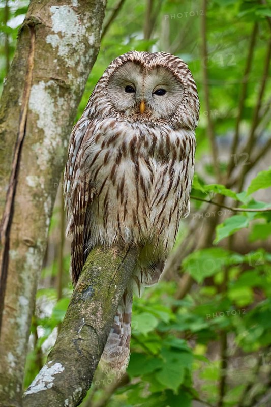 Ural owl (Strix uralensis), sitting on a branch surrounded by green foliage and observing its surroundings, summer
