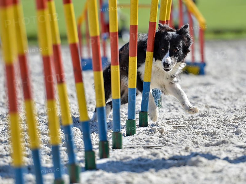 Border collie exercises slalom between poles in Wroclaw, Poland