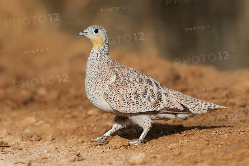 Crowned Sandgrouse (Pterocles coronatus) female, Negev, Israel