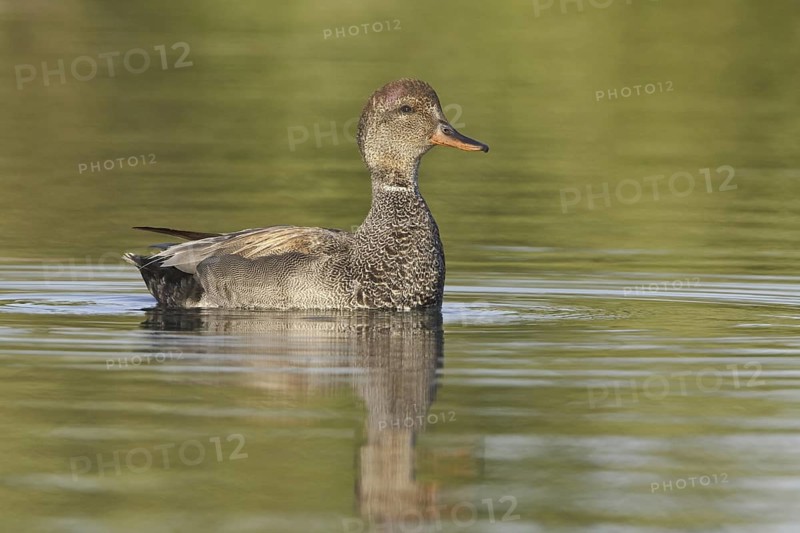 Gadwall (Mareca strepera) male, Ontario, Canada
