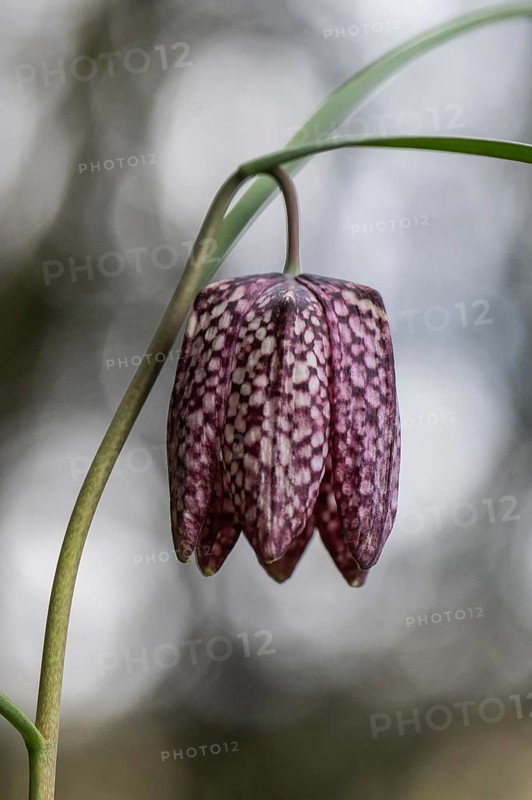 Snake's Head Fritillary (Fritillaria meleagris), Emsland, Lower Saxony, Germany