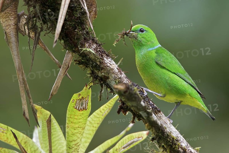 Golden-browed Clorophonia (Chlorophonia callophrys) perched on a branch in Costa Rica, Central America