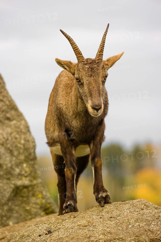 Portrait of a female ibex (Capra ibex) standing on a rock