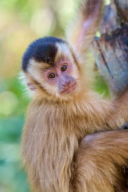Close-up of a capuchin monkey looking curiously down from a tree trunk, capuchin monkey (Sapajus apella), Pantanal, Mato Grosso, Brazil