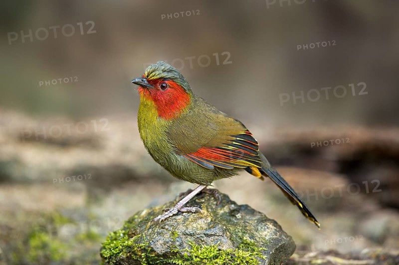 Red-faced Liocichla (Liocichla phoenicea), Yunnan, China