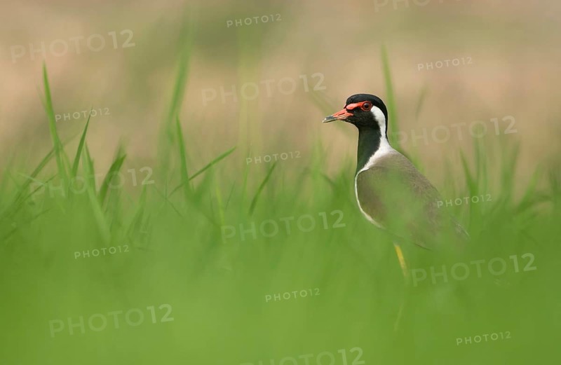Red-wattled Lapwing (Vanellus indicus) standing alert, Sreepur, Gazipur, Bangladesh