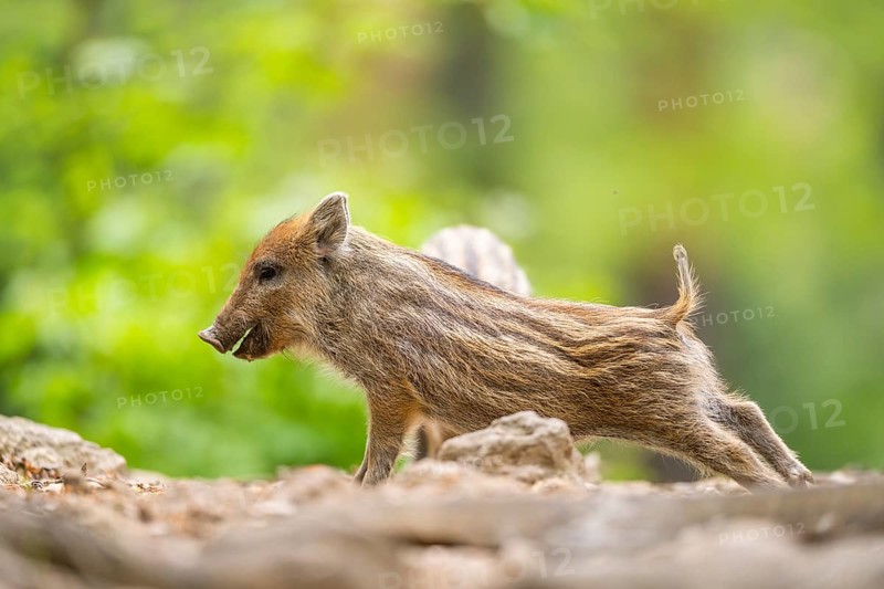 Wild boar (Sus scrofa) piglet standing in a forest, Bavaria, Germany