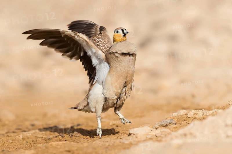 Crowned Sandgrouse (Pterocles coronatus) male, Negev, Israel