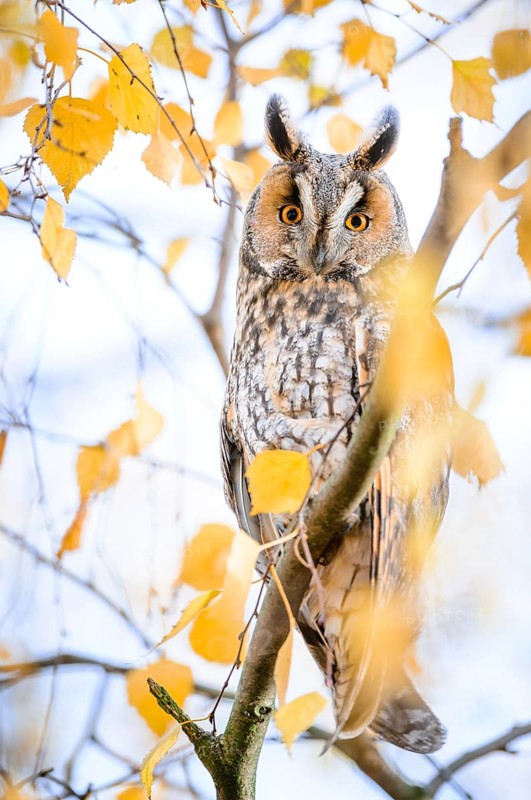 Long-eared Owl (Asio otus) perched in a birch tree, Rhineland-Palatinate, Germany
