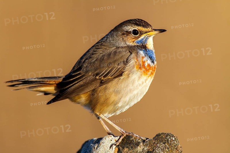 Bluethroat (Luscinia svecica cyanecula) male, Castile-La Mancha, Spain