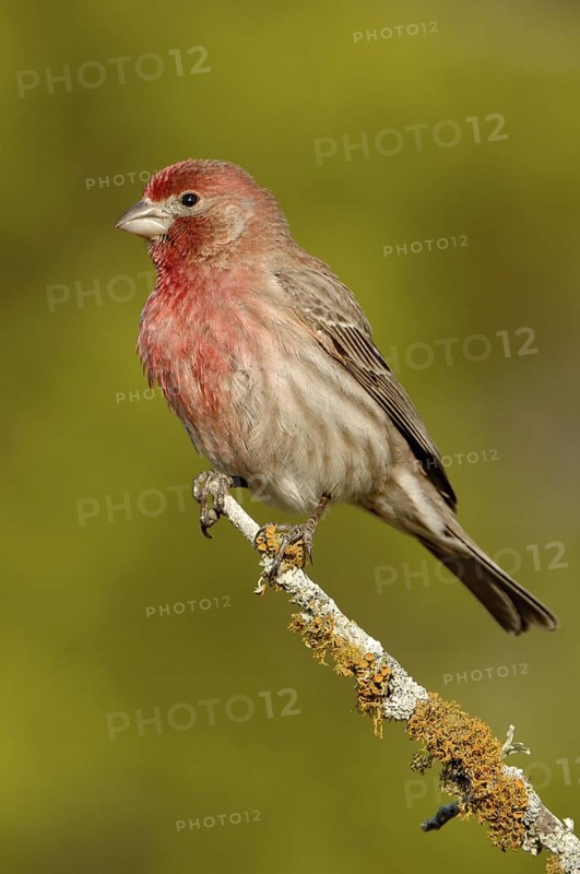 House Finch (Haemorhous mexicanus) male, Arizona, USA